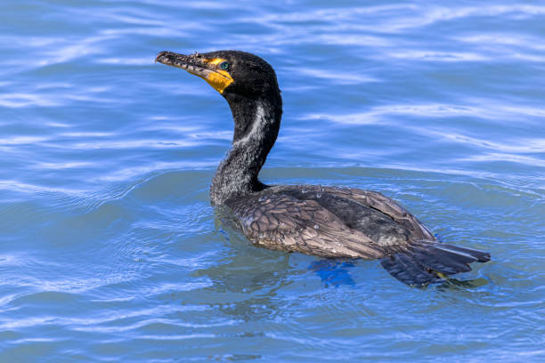 natación con cormoranes comunes - cormorán moñudo fotografías e imágenes de stock