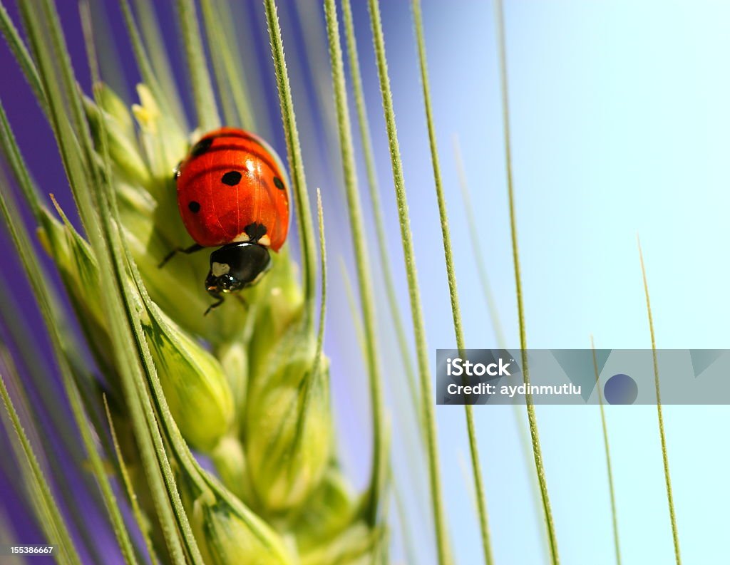 Joaninha de Trigo - Royalty-free Abstrato Foto de stock