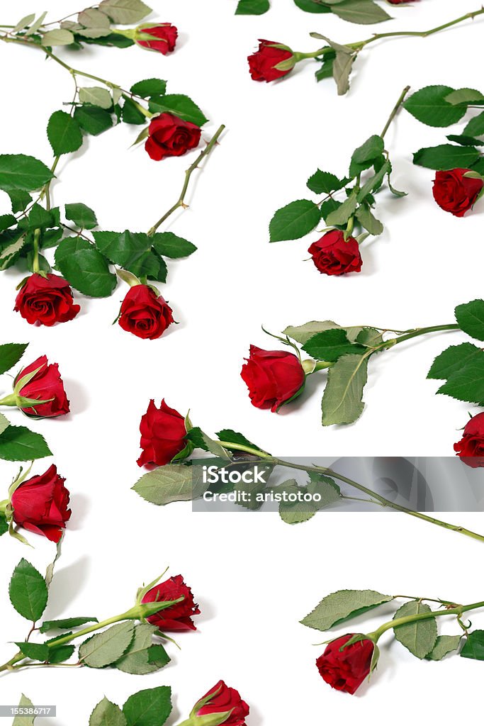 Устлана розами на белом фоне - Стоковые ф�ото Без людей роялти-фри