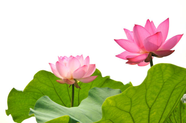 lotus flower in the white background
