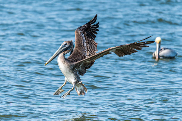 Brown Pelican Landing on Water