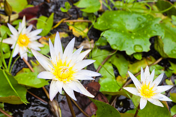 Water Lilies at the Mamiku Gardens, the largest gardens in Saint Lucia, located on the east coast of the island. The winding footpaths escort you among tropical plants and orchids, flowering shrubs and herbs, moving from a small garden to another. Canon EOS 5D Mark II