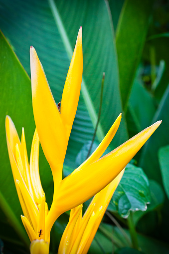 Lobster Claw Heliconia Caribaea the at the Mamiku Gardens, the largest gardens in Saint Lucia, located on the east coast of the island. The winding footpaths escort you among tropical plants and orchids, flowering shrubs and herbs, moving from a small garden to another. Canon EOS 5D Mark II