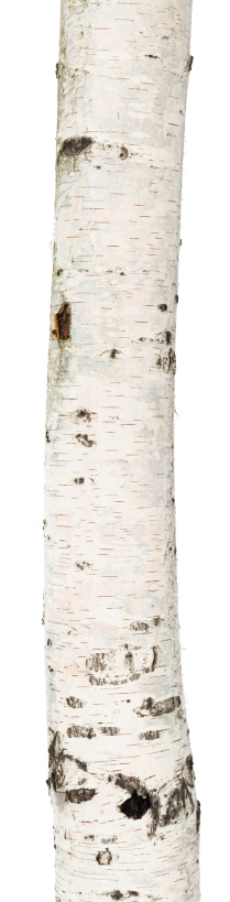 Trunk of a birch isolated on white background.