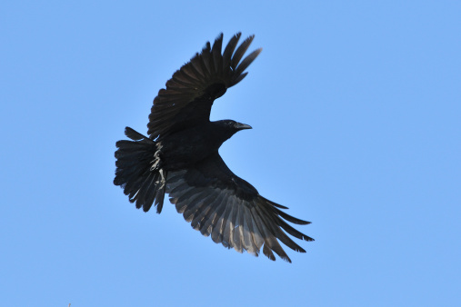 A  Fish Crow (Corvus ossifragus) flying.