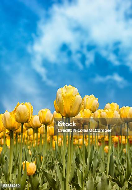 Foto de Tulipas Amarelas Contra O Céu Azul e mais fotos de stock de Azul - Azul, Céu - Fenômeno natural, Primavera - Estação do ano