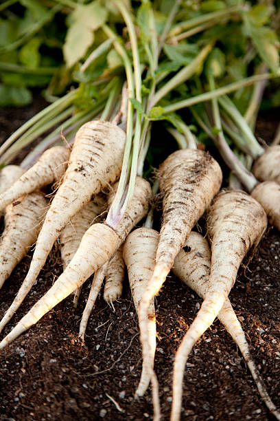Fresh Homegrown Parsnips on Garden Soil