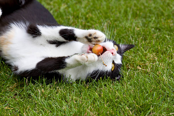 gato vegetariano - mouth open lying down biting alertness - fotografias e filmes do acervo