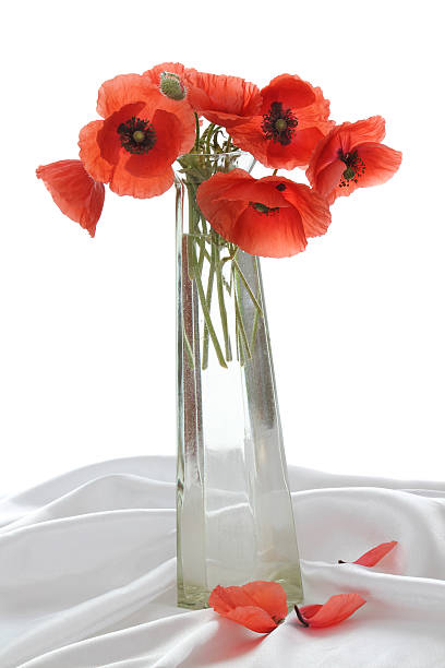 istock Still life with poppies and fallen petals 155387078