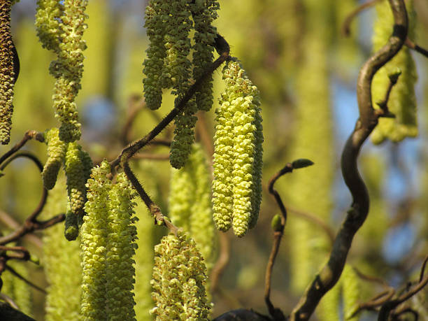 Hazel Blossom - Corylus avellana  hazel tree stock pictures, royalty-free photos & images