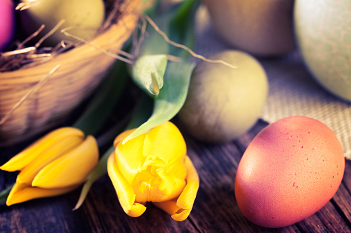 eggs colored with herbal colors and yellow tulips, on wood and in basket