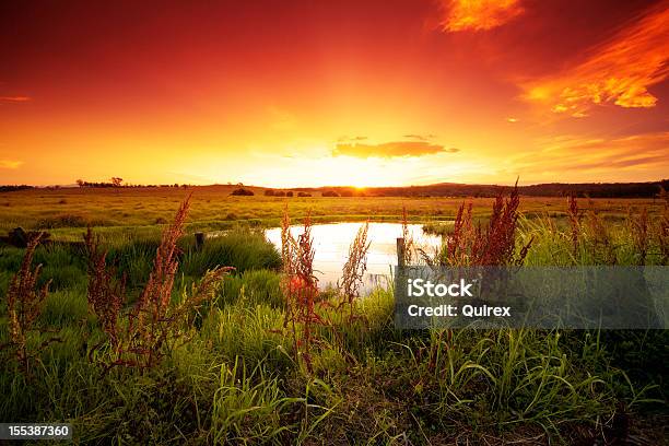 Photo libre de droit de Chaud Éclatant Field banque d'images et plus d'images libres de droit de Coucher de soleil - Coucher de soleil, Bush australien, Australie