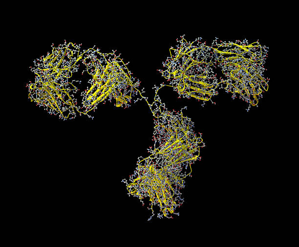 istock Model of Antibody Bevacizumab 155387469