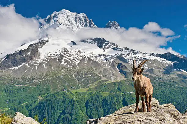 Alpine Ibex (Capra ibex) standing on rocks high in the Aiguille Rouges nature reserve overlooking the dramatic snow capped peaks of the Chamonix valley, the pinnacles of Aiguille Verte and Les Drus and the Mont Blanc Massif under deep blue panoramic skies. ProPhoto RGB profile for maximum color fidelity and gamut.