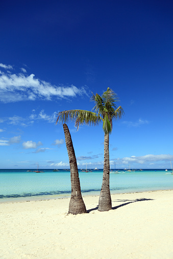 Two palms on white sandy beach, Boracay island, Philippines