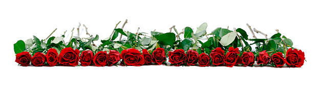 Roses on White Background Roses on White Background. bed of roses stock pictures, royalty-free photos & images