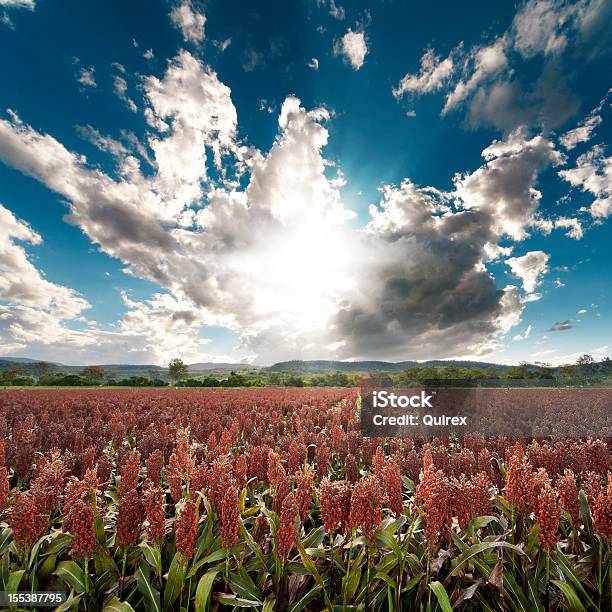 Milo Field Stockfoto und mehr Bilder von Sorghum - Sorghum, Feld, Rot