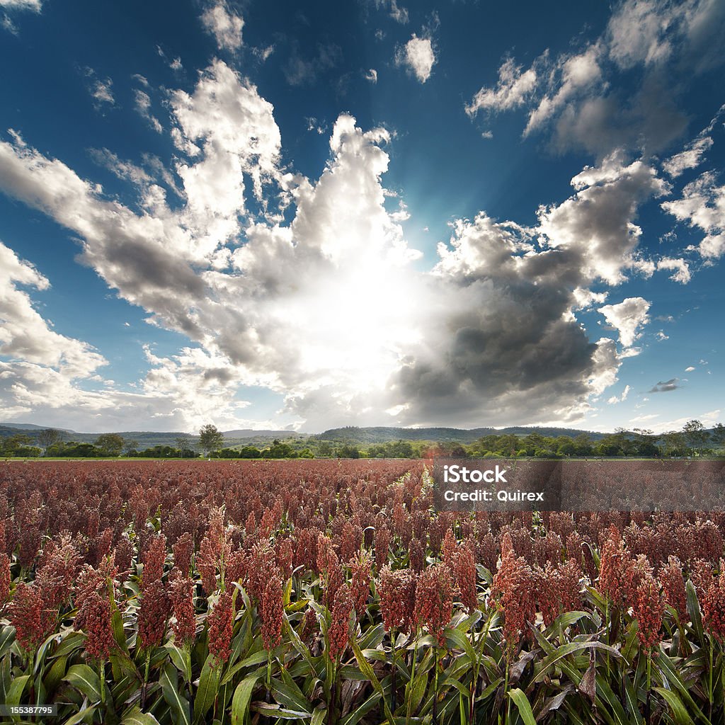 Milo campo - Foto stock royalty-free di Sorgo