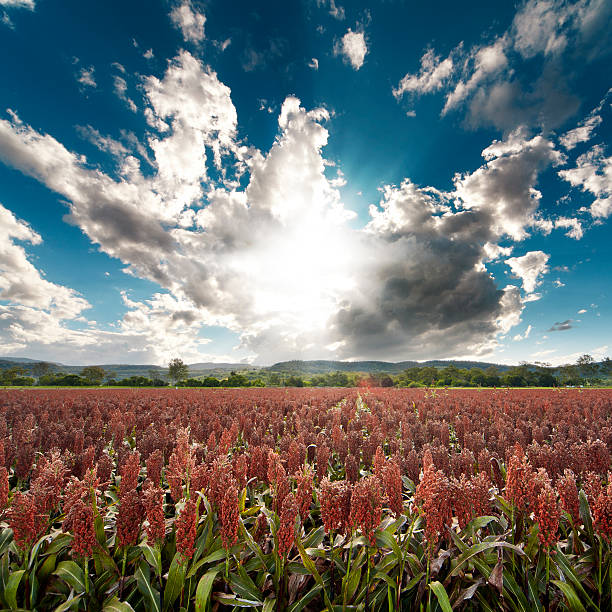 Milo Field Milo Field with dramatic skyscape. Grandchester stock pictures, royalty-free photos & images