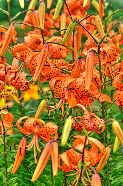 istock Hanging Oriental Lily flowers (HDR) - XI 155387819