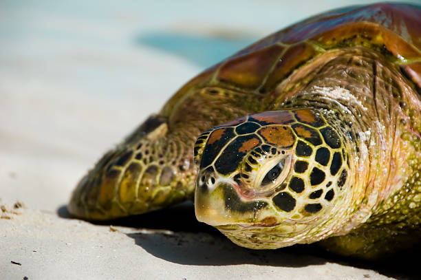 A giant French Polynesian sea turtle climbing on shore.