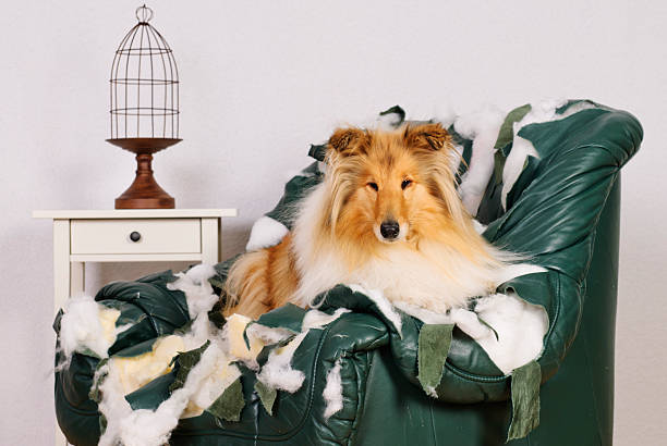Collie dog is on a leather chair