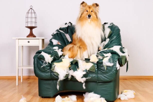 istock Beautiful collie sitting in tattered leather chair 155387943