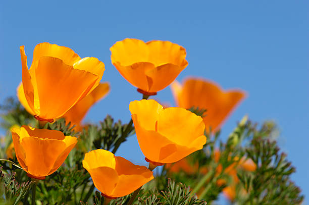 Blooming California Poopy wildflowers Close-up of Blooming California Poppy (Eschscholzia californica) wildflowers. california golden poppy stock pictures, royalty-free photos & images