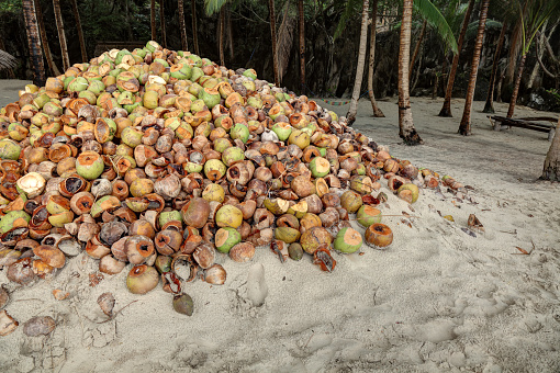 Husks of coconuts, El Nido, Palawan island, Philippines, Hdr