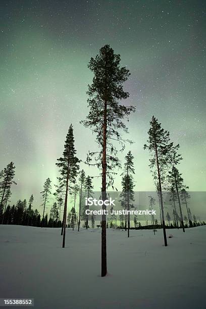 Bäume Mit Aurora Borealis Stockfoto und mehr Bilder von Baum - Baum, Blau, Dramatische Landschaft