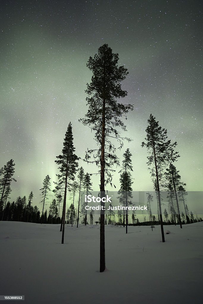 Drzewa z Zorza polarna - Zbiór zdjęć royalty-free (Bez ludzi)