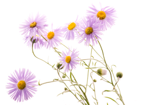 Purple aster flower for background.  A close-up of a purple floral background- daisies. A close-up image of a beautiful autumn-blooming purple aster amellus, the European flower of Michael the daisy.
