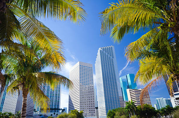 istock Palm trees with office buildings in Miami, FL 155388887
