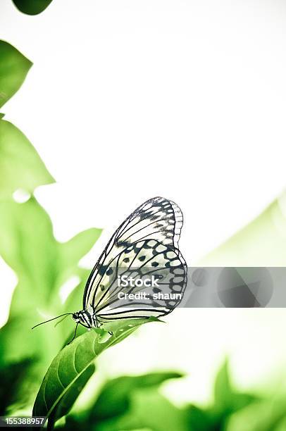 Бабочка — стоковые фотографии и другие картинки Бабочка - Бабочка, Вертикальный, Зелёный цвет
