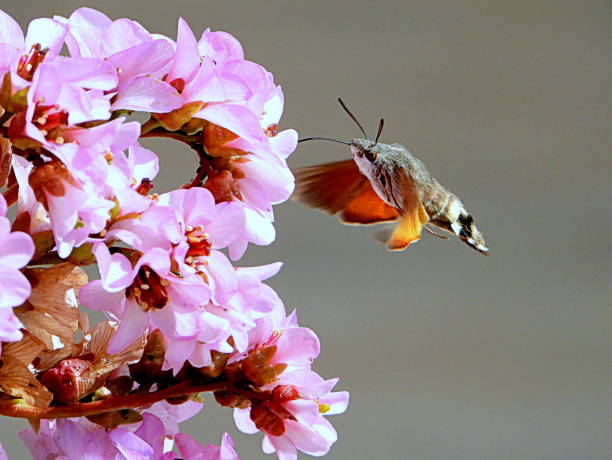 istock macroglossum stellatarum on bergenia crassifolia 1553890488