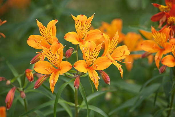 Lirio peruano (Alstroemeria - foto de stock