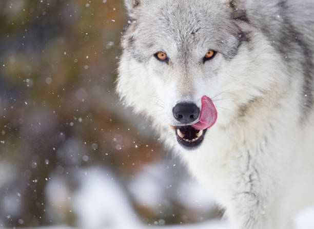 lobo - perro salvaje fotografías e imágenes de stock