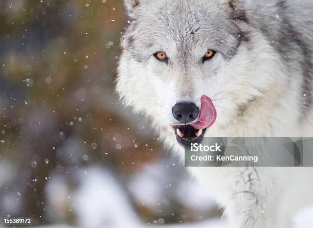 Wilk - zdjęcia stockowe i więcej obrazów Wilk - Wilk, Śnieg, Głowa zwierzęcia
