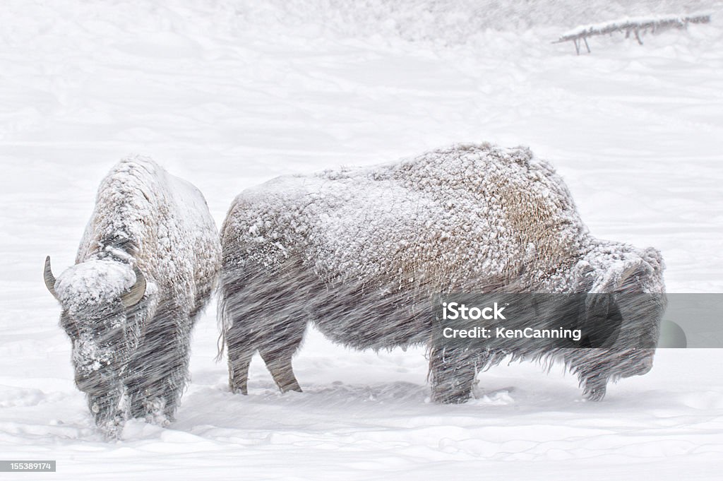 Bison no inverno neve - Foto de stock de Animal royalty-free