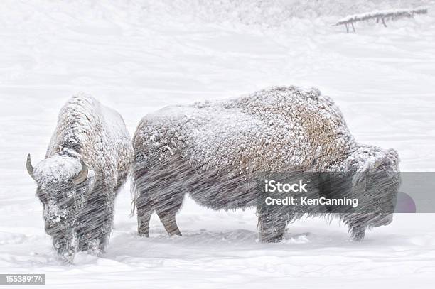 Bisão No Inverno Neve - Fotografias de stock e mais imagens de Animal - Animal, Neve, Bisonte americano