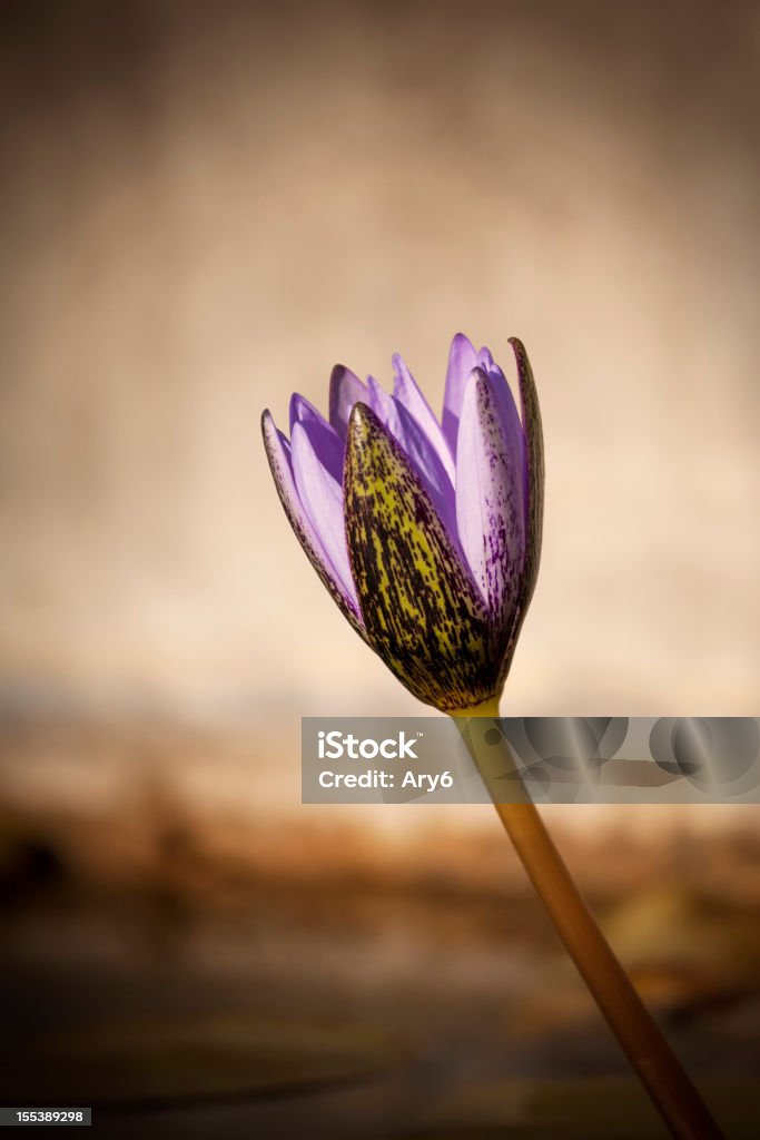 Ninfea fiore primo piano - Foto stock royalty-free di Ambientazione esterna