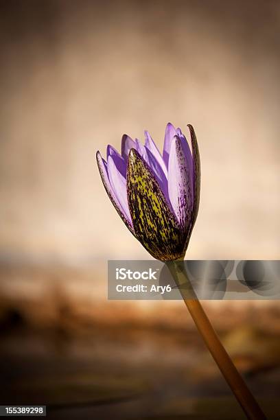 Ninfea Fiore Primo Piano - Fotografie stock e altre immagini di Ambientazione esterna - Ambientazione esterna, Clima tropicale, Primo piano a fuoco