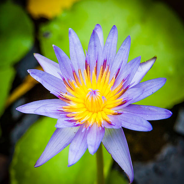 Water Lilies at the at the Mamiku Gardens, the largest gardens in Saint Lucia, located on the east coast of the island. The winding footpaths escort you among tropical plants and orchids, flowering shrubs and herbs, moving from a small garden to another. Canon EOS 5D Mark II