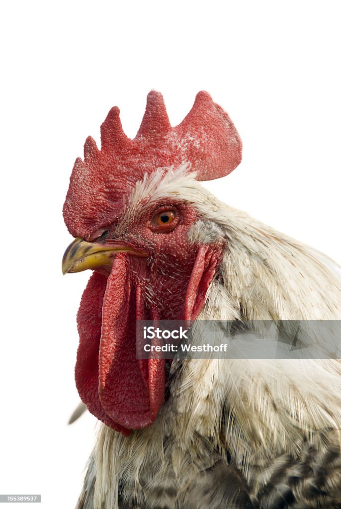 Coq - Photo de Coq libre de droits