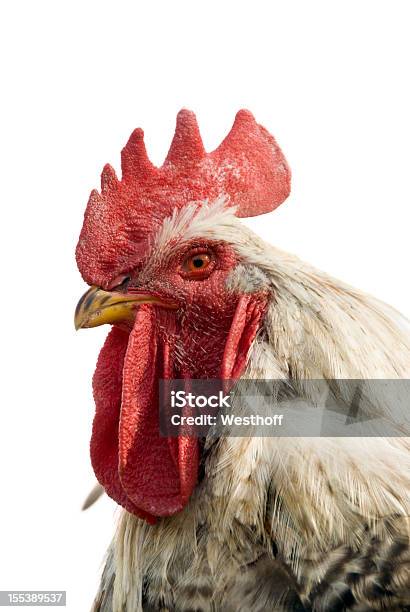 Photo libre de droit de Coq banque d'images et plus d'images libres de droit de Coq - Coq, Fond blanc, Poulet - Volaille domestique