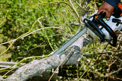 Chainsaw held with one hand by arborist in atop a tree's limbs cutting sucker and small branches off larger branches in ash tree