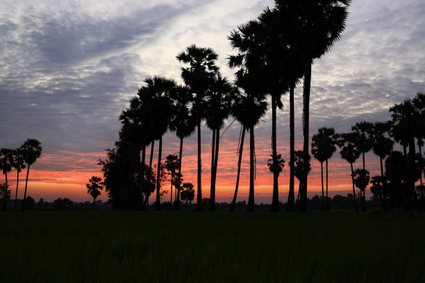 Natural background, Silhouette Sugar palm tree, and rice field during sunset or sunrise sky
