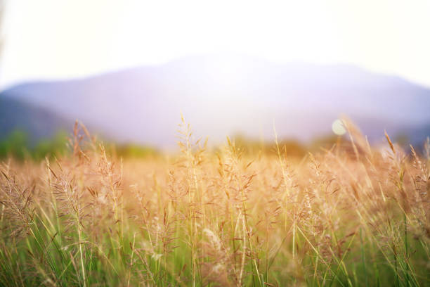Natural background of meadow with warm sunlight
