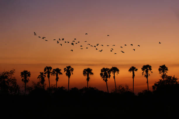 Birds flying over palm trees during a beautiful sunset in summer time