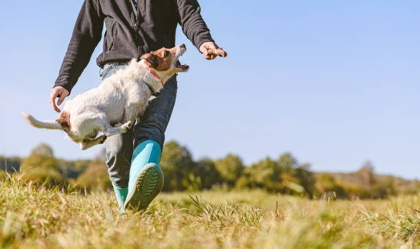 mężczyzna bawiący się z aktywnym, zwinnym psem na jesiennym polu. potężny pies skaczący wysoko, aby zdobyć drewniany kij. - action dog outdoors animal trainer zdjęcia i obrazy z banku zdjęć